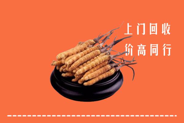 收购行情：乌兰浩特市冬虫夏草回收多少钱每克